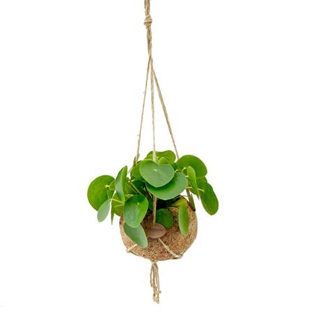 Kokodama - Glückstaler im XL-Kokodama-Gefäß zum Hängen - Pilea peperomioides - ca. 17cm