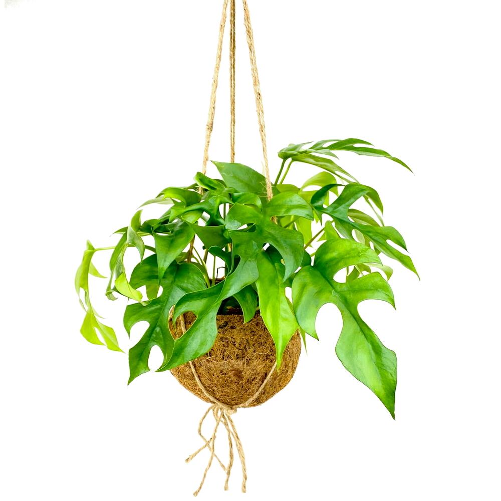 Kokodama - Fensterblatt im XL-Kokodama-Gef zum Hngen - Monstera mi