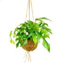 Kokodama - Window leaf in XL Kokodama container to hang -...