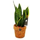 Kokodama - Chanvre arctique en pot Kokodama - Sansevieria...