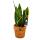 Kokodama - bow hemp in Kokodama pot - Sansevieria trifasciata - ca. 13cm pot