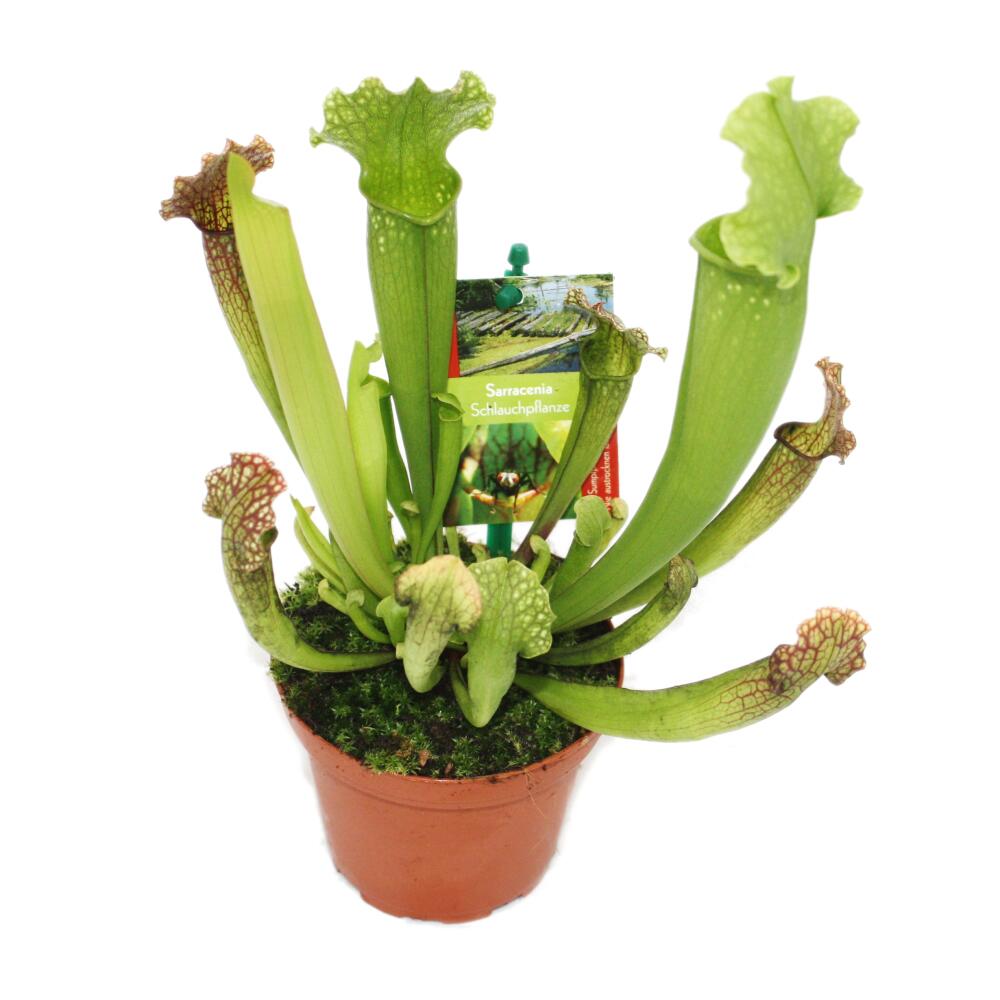 Pitcher Plant Sarracenia 9cm pot