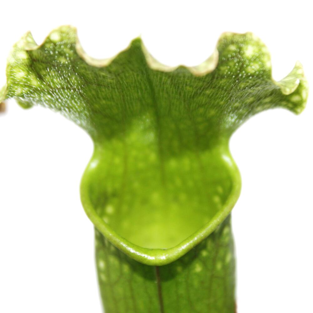 Pitcher Plant Sarracenia 9cm pot