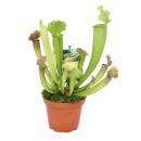 Schlauchpflanze - Sarracenia - &Uuml;berraschungssorte - 9cm Topf