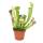Schlauchpflanze - Sarracenia - 9cm Topf