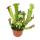 Schlauchpflanze - Sarracenia - &Uuml;berraschungssorte - 9cm Topf