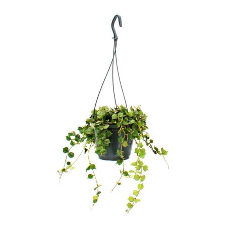 Plante dintérieur à suspendre - Hoya curtisii - Fleur de cire 14cm suspension