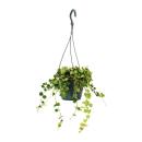 Houseplant to hang - Hoya curtisii - Waxflower 14cm hanging pot