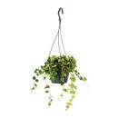 Houseplant to hang - Hoya curtisii - Waxflower 14cm hanging pot