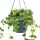 Zimmerpflanze zum H&auml;ngen - Hoya curtisii - Wachsblume 14cm Ampel