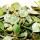 Zimmerpflanze zum H&auml;ngen - Hoya curtisii - Wachsblume 14cm Ampel
