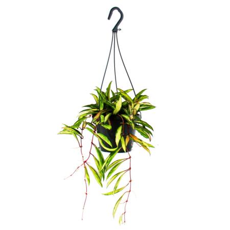 Plante dintérieur à suspendre - Hoya wayetii tricolor - Fleur de cire 14cm suspension