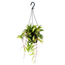 Zimmerpflanze zum H&auml;ngen - Hoya wayetii tricolor - Wachsblume 14cm Ampel