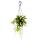 Houseplant to hang - Hoya wayetii tricolor - Waxflower 14cm hanging pot