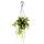 Plante dintérieur à suspendre - Hoya wayetii tricolor - Fleur de cire 14cm suspension