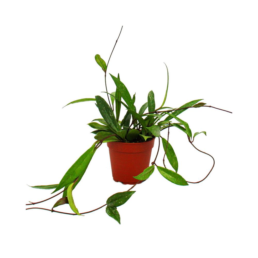 12cm Hoya carnosa tricolor Porzellanblume Zimmerpflanze zum Hängen