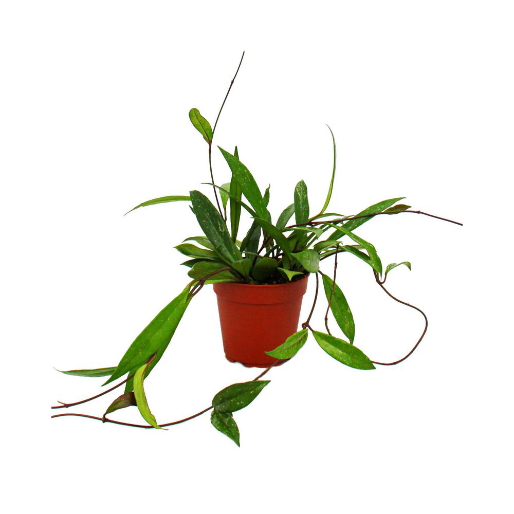 vanilla planifolia variegata Orchid Vanilla planifolia variegata