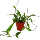 Zimmerpflanze h&auml;ngend - Hoya pubicalyx -...