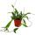 Indoor plant to hang - Hoya pubicalyx- porcelain flower - wax flower 12cm