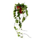 Zimmerpflanze hängend - Hoya krohniana Eskimo -...