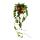 Zimmerpflanze h&auml;ngend - Hoya krohniana Eskimo - Porzellanblume - Wachsblume - 12cm Topf