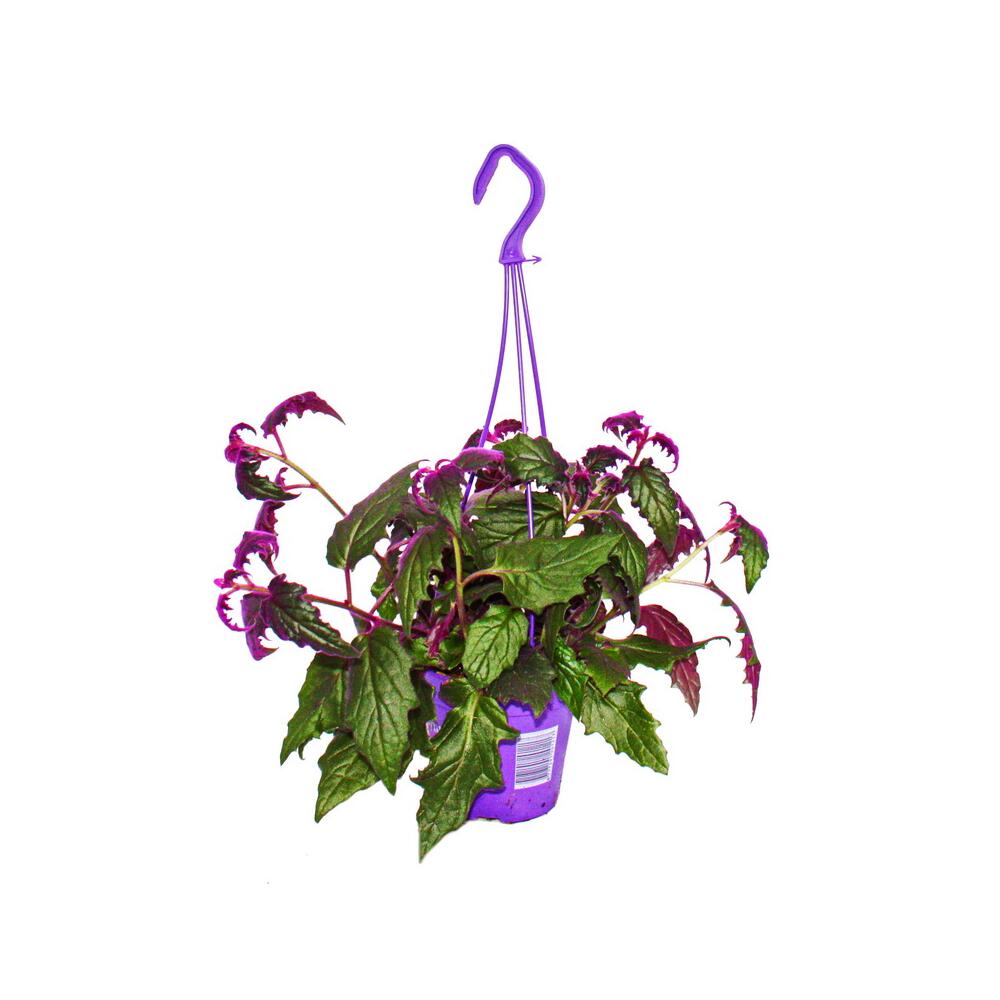 Zimmerpflanze zum Hängen - Gynura Purple Passion - Samtblatt - Samtne