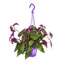 Zimmerpflanze zum Hängen - Gynura Purple Passion -...