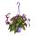 Zimmerpflanze zum H&auml;ngen - Gynura Purple Passion - Samtblatt - Samtnessel - lilafarbene Pflanze 14cm Ampeltopf