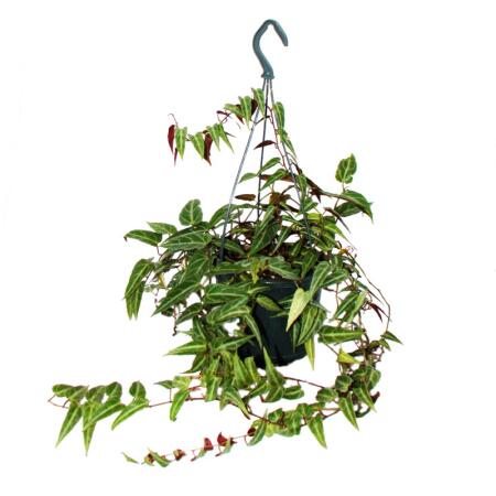 Indoor plant to hang - Amazon jungle vine - Parthenocissus amazonica - 14cm hanging pot