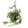 Zimmerpflanze zum H&auml;ngen - Amazonas-Dschungelrebe - Parthenocissus amazonica - 14cm Ampeltopf