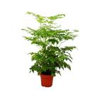 Indoor Ash - Radermachera sinica - Indoor-Plant - 15cm pot