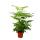 Zimmeresche - Radermachera sinica - &Uuml;ppige Zimmerpflanze - 15cm Topf ca. 60-70cm hoch