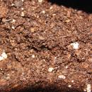 Special Soil for Carnivorous Plants, 3 liter