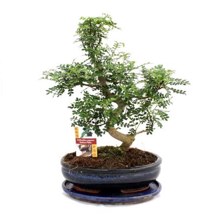 Bonsai Szechuan-Pfeffer - Zanthoxylum piperitum - ca. 12-15 Jahre