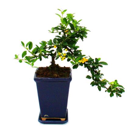 gemeine eibe Gemeine Eibe (Taxus baccata) online kaufen bei HS Baum