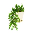 Bonsai - Juniperus - Juniper - Cascade - 10x10cm