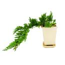 Bonsai - Juniperus - Juniper - Cascade - 10x10cm