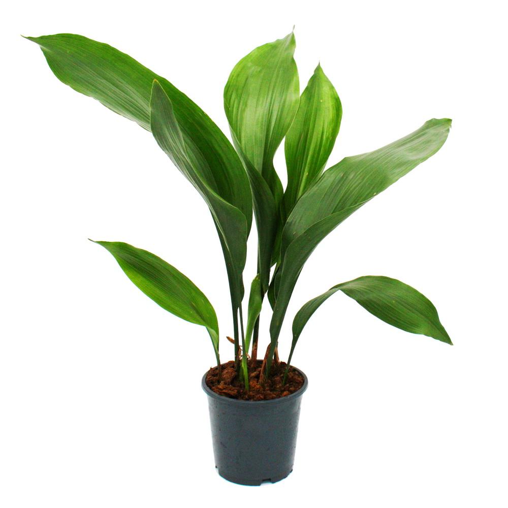 cobbler palm - aspidistra elatior - houseplant - 15cm pot