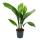 Cobbler palm - Aspidistra elatior - houseplant - 12cm pot