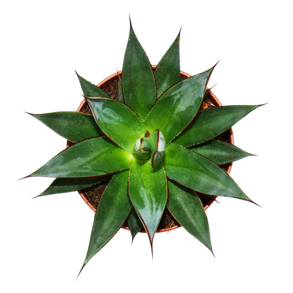 agave nectar health benefits REGENERATIVE CERTIFIED ORGANIC® BLUE AGAVE NECTAR main image 0