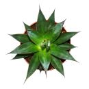 Agave "Shaka Zulu" - 15cm pot - succulent houseplant