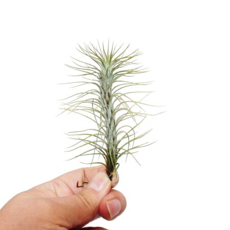 Tillandsia funckiana - plante lâche à croissance inhabituelle - rareté