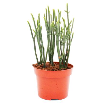 Succulent plant - Crassula muscosa - Harmony in Green - 10cm pot