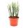 Plante succulente - Crassula muscosa - Harmony in Green - Pot 10cm