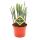 Plante succulente - Crassula muscosa - Harmony in Green - Pot 10cm