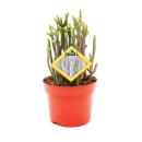 Succulent - Crassula lycopodioides - Rhapsody in Pink -...