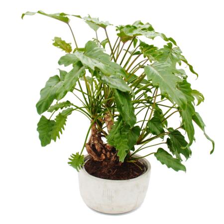 Philodendron Xanadu with visible roots - in a 22cm ceramic bowl - about 50-60cm