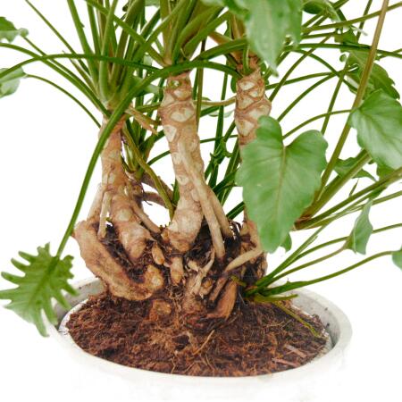 Philodendron Xanadu mit sichtbarem Wurzelwerk - in 22cm Keramikschale