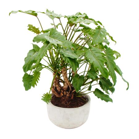 Philodendron Xanadu mit sichtbarem Wurzelwerk - in 22cm Keramikschale