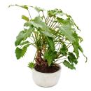 Philodendron Xanadu with visible roots - in a 22cm...